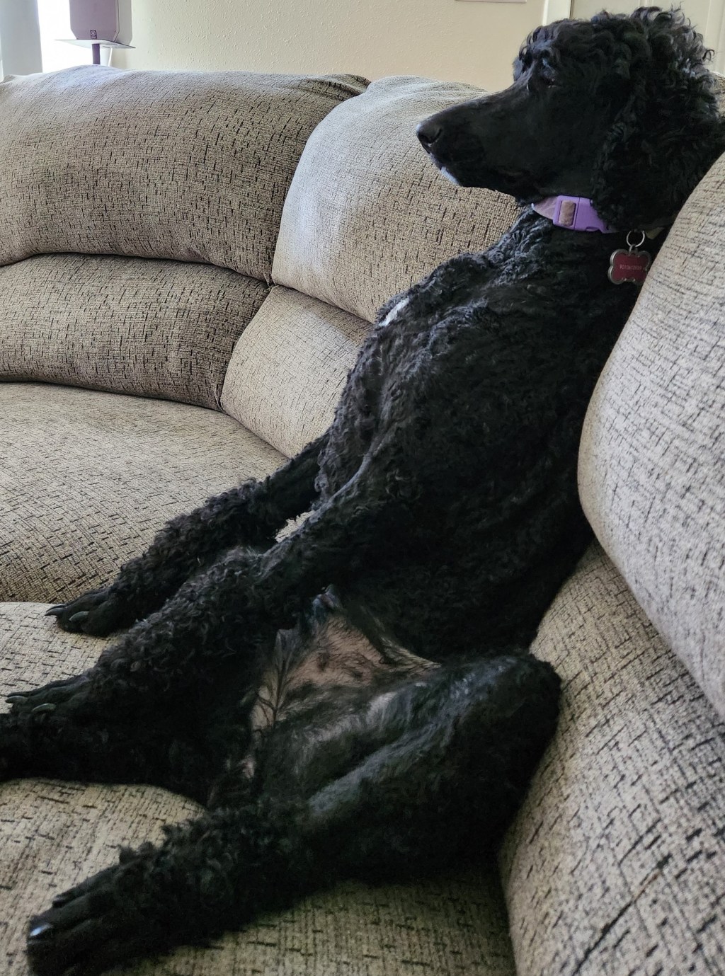Lulu I'm a People, black Standard Poodle dam