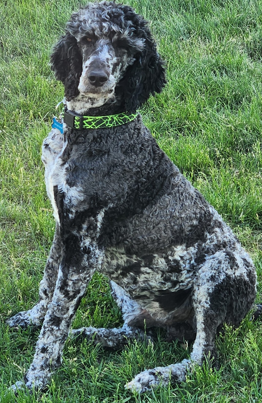 Larry The Handsomest Boy, black and silver Standard Poodle sire