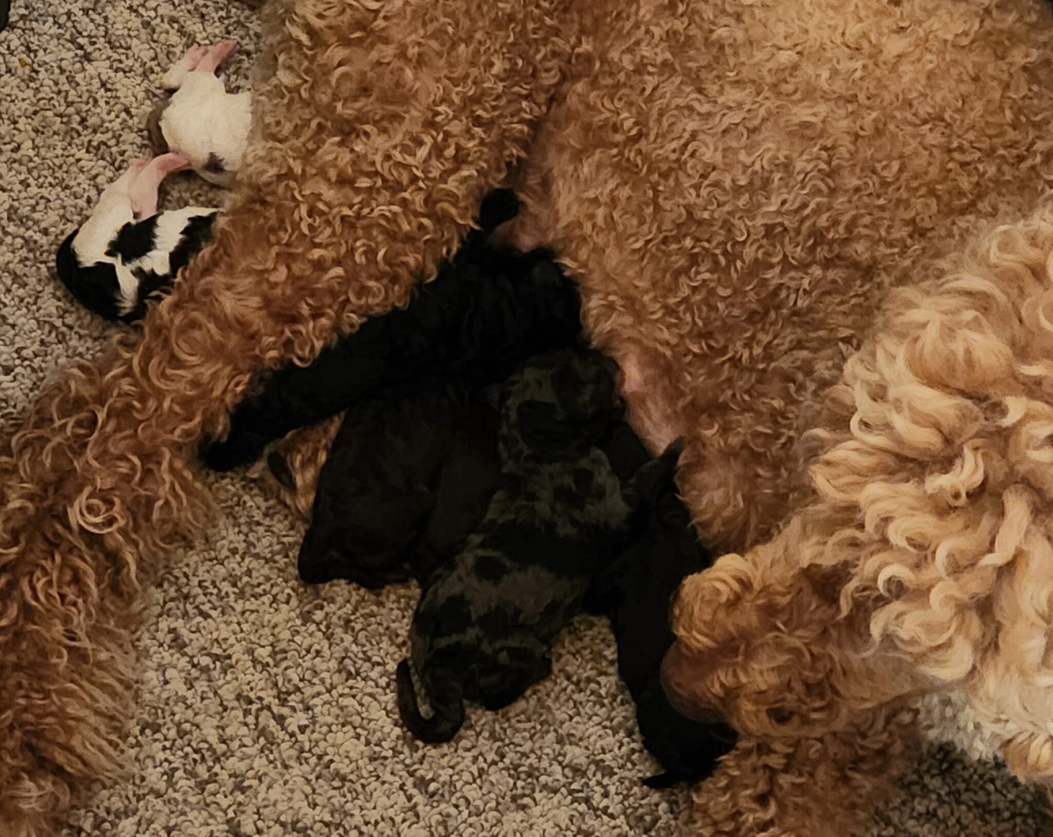 Malla, an apricot Standard Poodle, with her Superhero Litter puppies in Belgrade, Montana