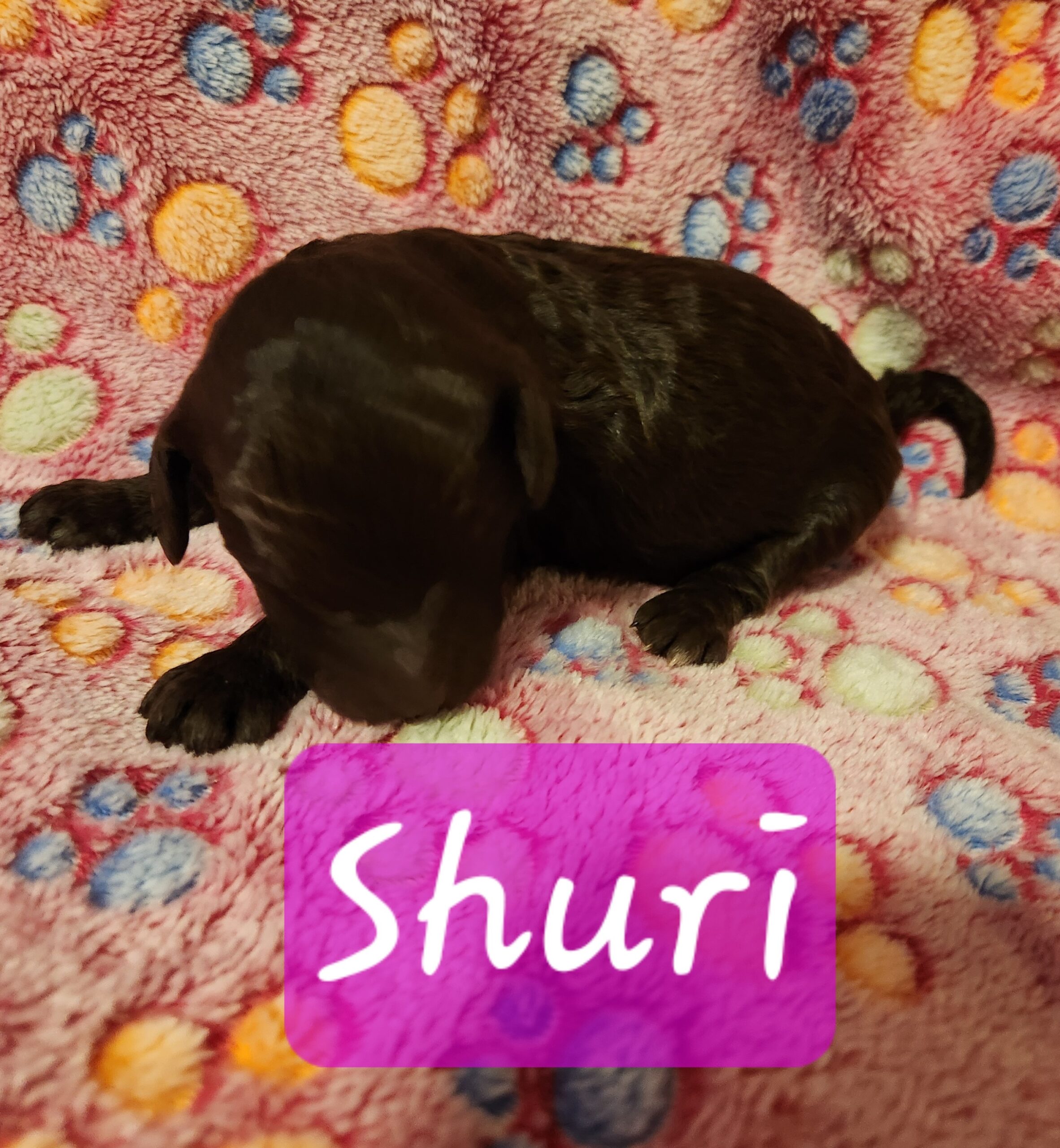 Superhero Litter Standard Poodle puppy, January 2025