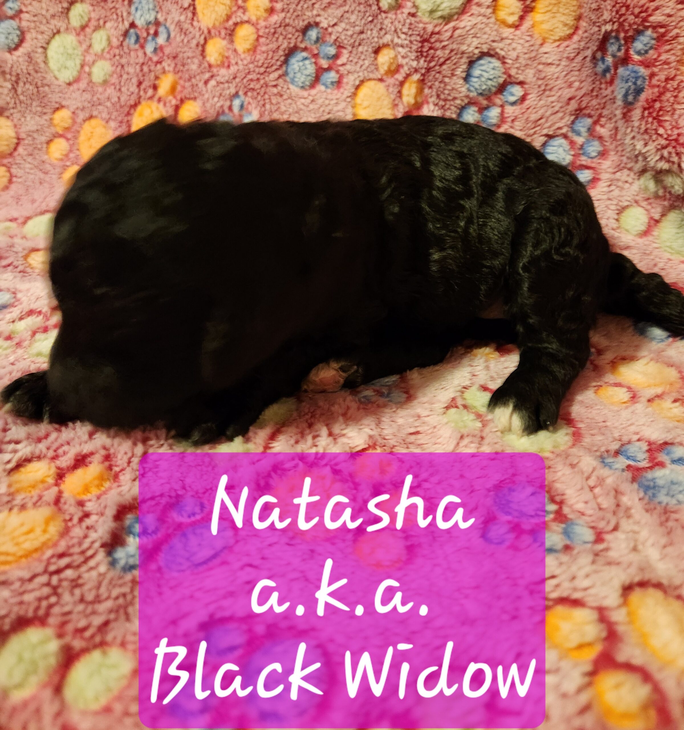 Superhero Litter Standard Poodle puppy, January 2025