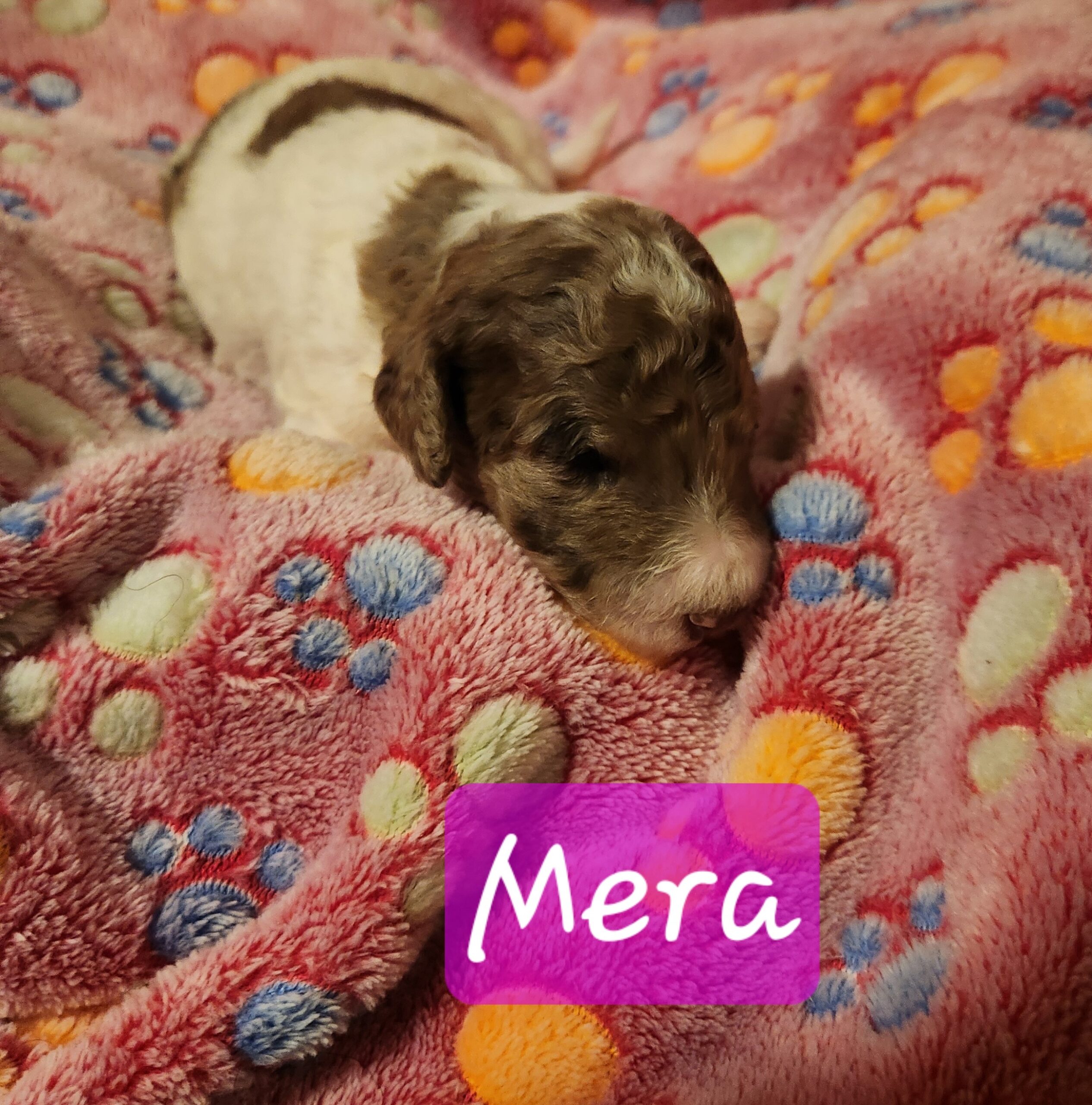 Superhero Litter Standard Poodle puppy, January 2025, Belgrade Montana