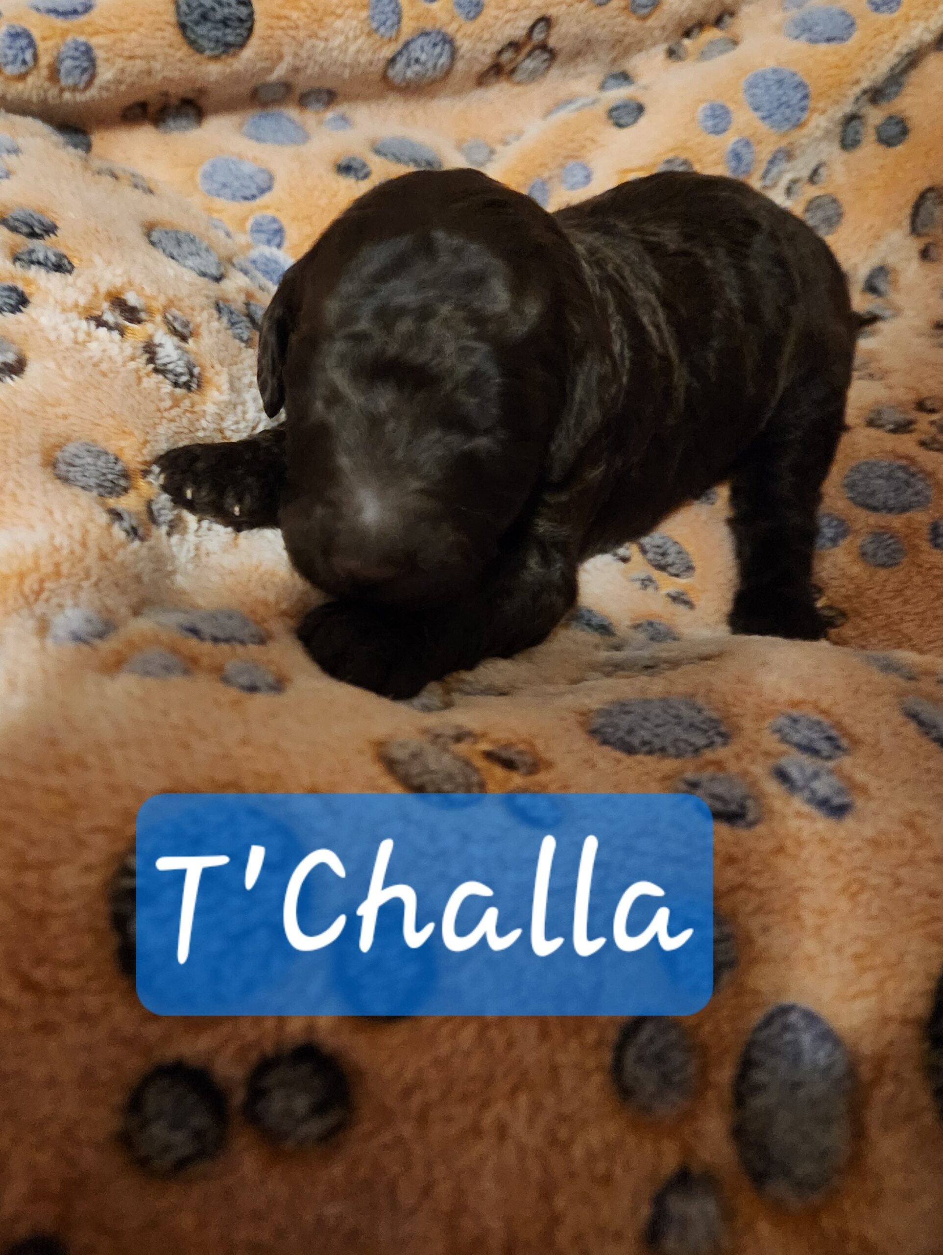Superhero Litter Standard Poodle puppy, January 2025