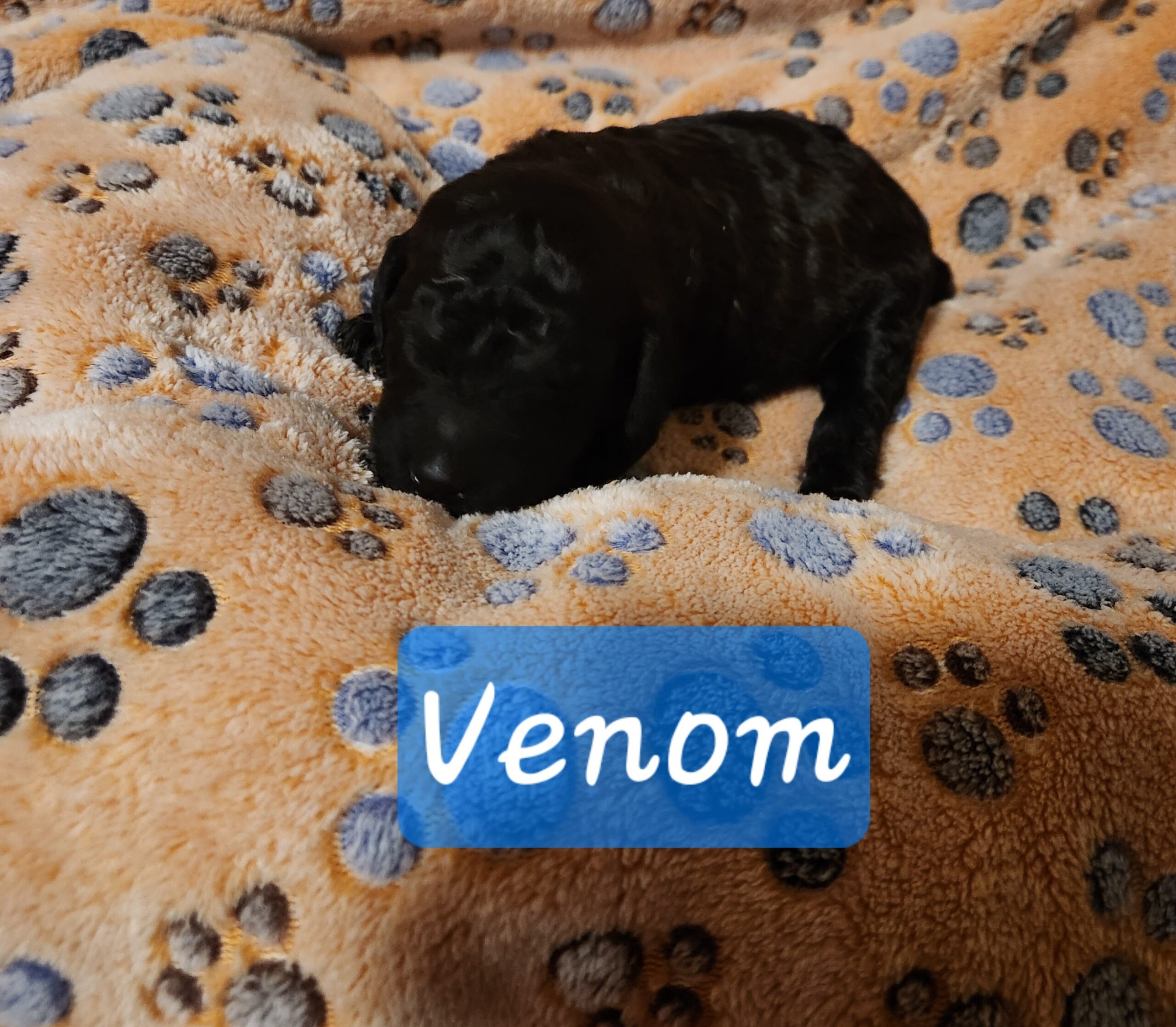 Superhero Litter Standard Poodle puppy, January 2025