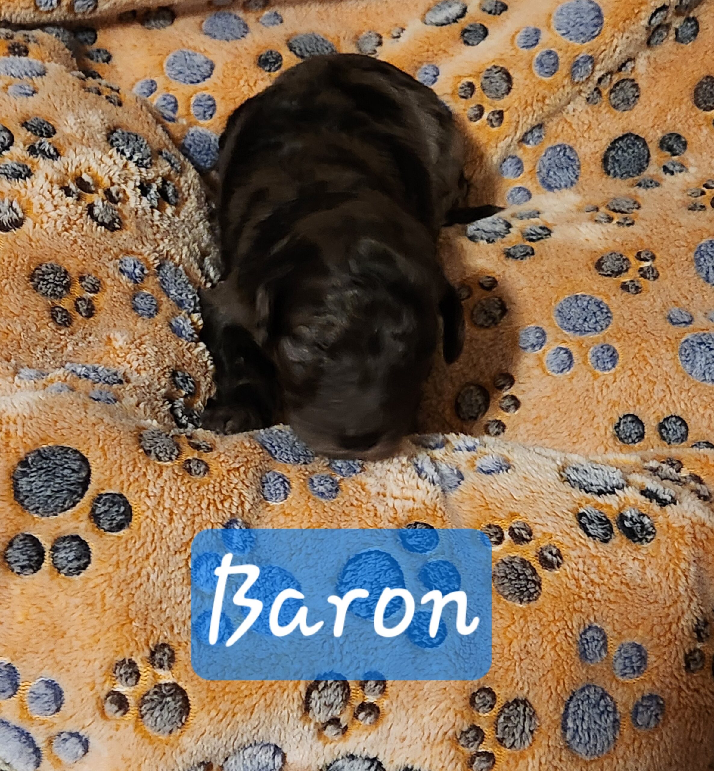 Superhero Litter Standard Poodle puppy, January 2025