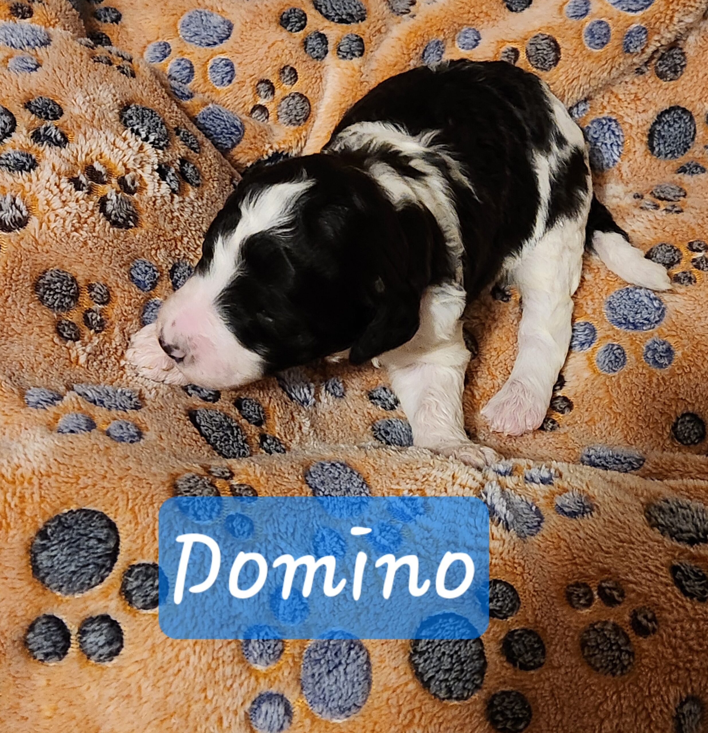 Superhero Litter Standard Poodle puppy, January 2025
