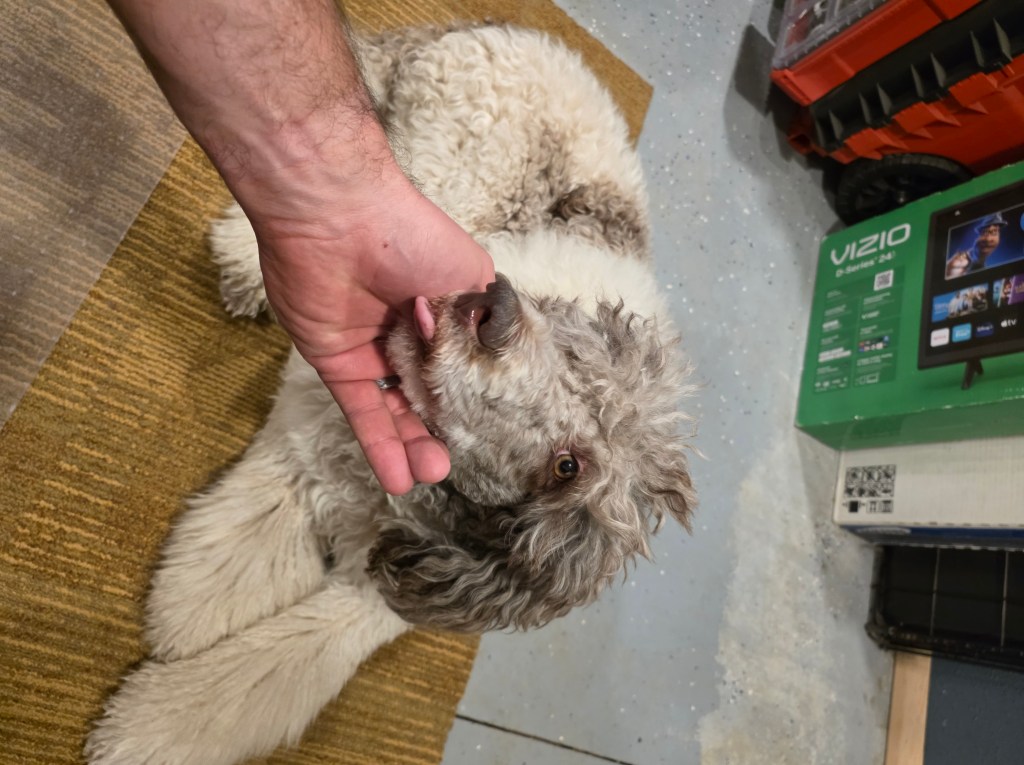 Mera, cream Standard Poodle, getting her chin scratched