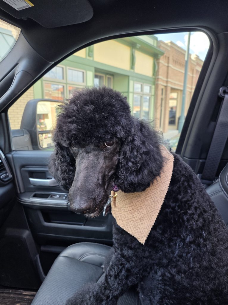 Lulu I’m a People, black Standard Poodle, in the truck