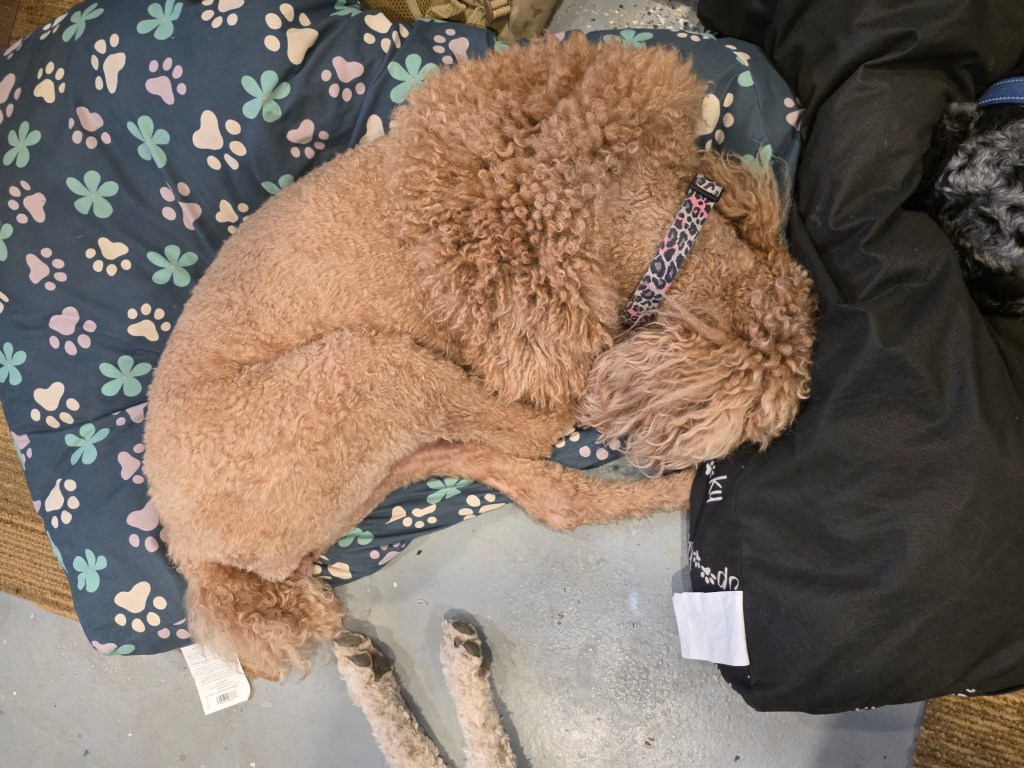 Malla Trucker Arm, apricot Standard Poodle, asleep at home
