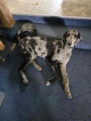Baron, black and silver abstract Standard Poodle from the Superhero Litter