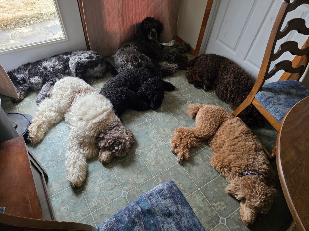 The household pack piled in the window, Belgrade Montana