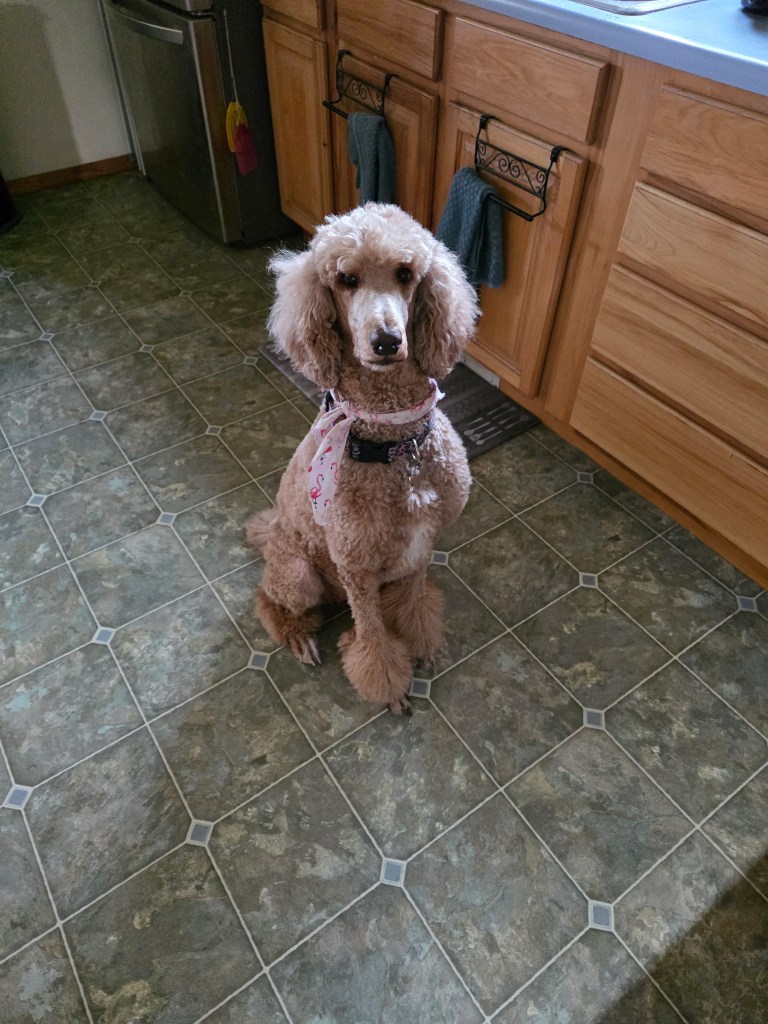 Malla, apricot Standard Poodle, Belgrade Montana