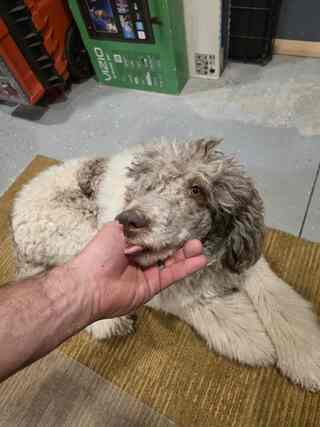 Mera, cream Standard Poodle from the Superhero Litter, Belgrade Montana